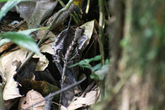 Anolis scypheus