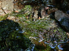 Fontinalis antipyretica