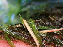 Fontinalis antipyretica