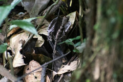 Anolis scypheus