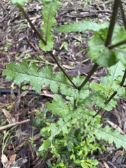 Senecio picridioides