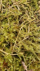 Rhytidiadelphus squarrosus