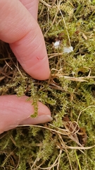 Rhytidiadelphus squarrosus