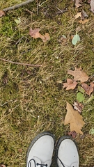 Rhytidiadelphus squarrosus