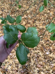 Quercus agrifolia
