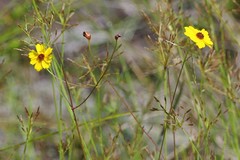 Coreopsis leavenworthii