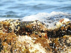 Mytilus galloprovincialis