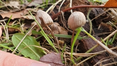 Mycena capillaripes