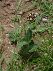 Oxypetalum arnottianum