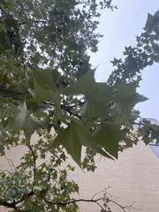 Platanus mexicana