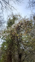 Clematis vitalba