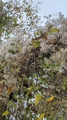 Clematis vitalba