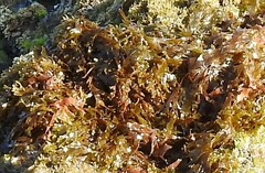 Carpophyllum maschalocarpum