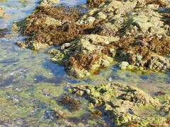 Carpophyllum maschalocarpum