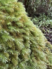 Pyrrhobryum spiniforme