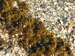 Carpophyllum maschalocarpum