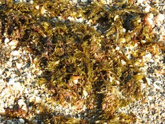 Carpophyllum maschalocarpum