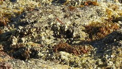 Balanomorpha