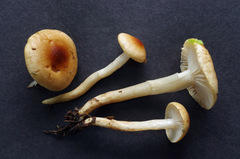 Hygrophorus discoideus