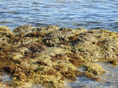 Balanomorpha