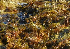 Carpophyllum maschalocarpum