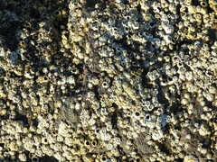 Hydropunctaria amphibia