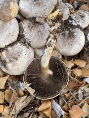 Agaricus xanthodermus