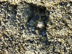 Hydropunctaria amphibia