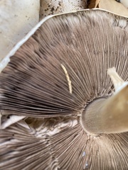 Agaricus xanthodermus