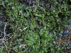 Chiloscyphus polyanthos