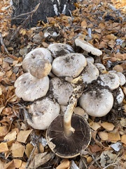 Agaricus xanthodermus