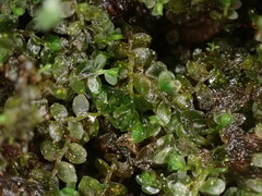 Chiloscyphus polyanthos