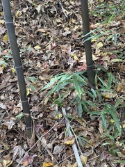 Phyllostachys nigra