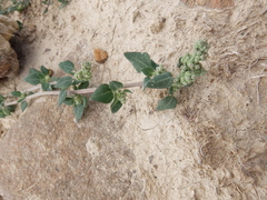 Chenopodium vulvaria
