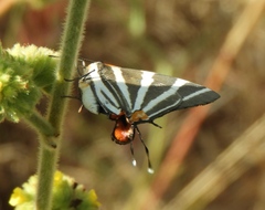 Panthiades bathildis