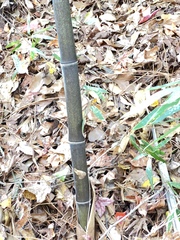 Phyllostachys nigra