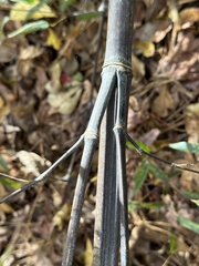 Phyllostachys nigra