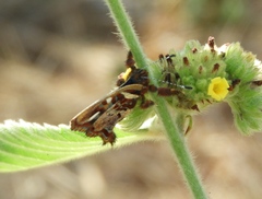 Anteros carausius carausius