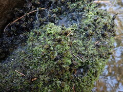 Chiloscyphus polyanthos