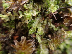 Chiloscyphus polyanthos