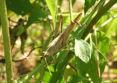 Schistocerca camerata