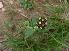 Oxypetalum arnottianum