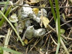 Lycalopex