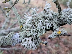 Evernia prunastri