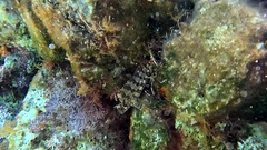 Parablennius gattorugine