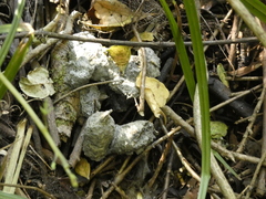 Lycalopex