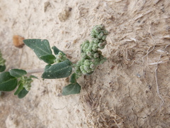 Chenopodium vulvaria