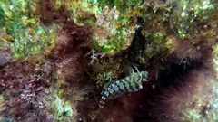 Parablennius gattorugine