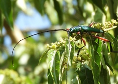 Plinthocoelium chilense