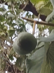 Caryocar brasiliense